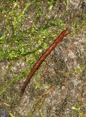 Haemadipsa zeylanica