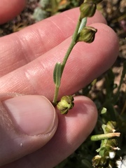 Plagiobothrys greenei