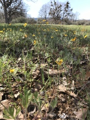 Ranunculus austro-oreganus