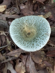 Russula parvovirescens