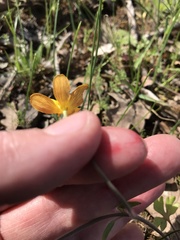 Ranunculus austro-oreganus