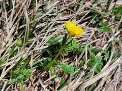 Ranunculus montanus