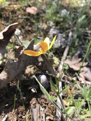 Ranunculus austro-oreganus