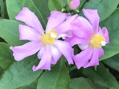 Pereskia