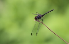 Diplacodes lefebvrii