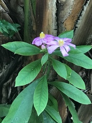 Pereskia