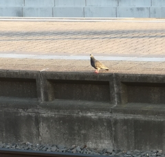 Columba livia domestica