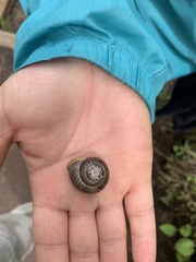 Allogona ptychophora