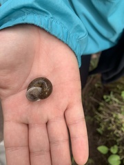 Allogona ptychophora