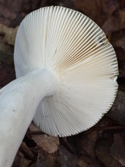 Russula parvovirescens