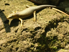 Trachylepis thomensis