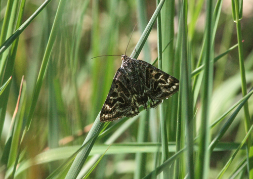 Mother Shipton, Oisterwijk, Nederland, photo 9 of 10