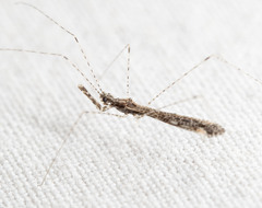 Empicoris orthoneuron