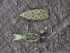 Monochroa quinquepunctella