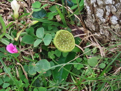 Dorstenia brasiliensis