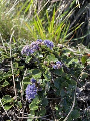 Ceanothus gloriosus