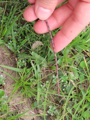 Coelorachis selloana