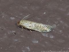 Zimmermannia obrutella