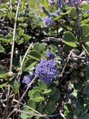 Ceanothus gloriosus