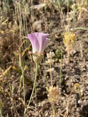 Calochortus venustus