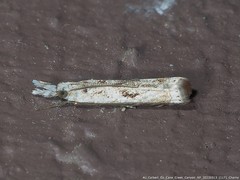 Microcrambus kimballi