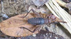 Eneopterinae