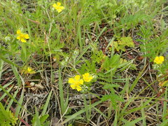 Potentilla niponica