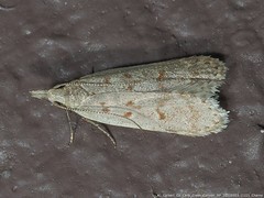 Dichomeris punctidiscellus