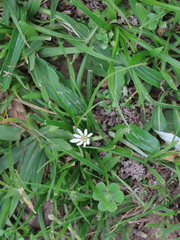 Chaptalia piloselloides