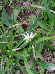 Chaptalia piloselloides