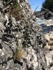 Festuca saximontana