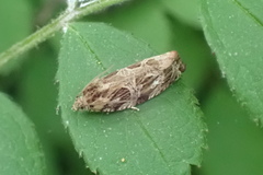 Phaecasiophora confixana