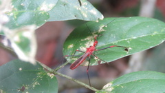 Ricolla quadrispinosa