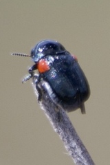 Saxinis saucia