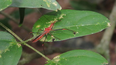 Ricolla quadrispinosa