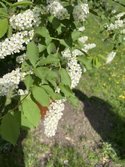 Angiospermae