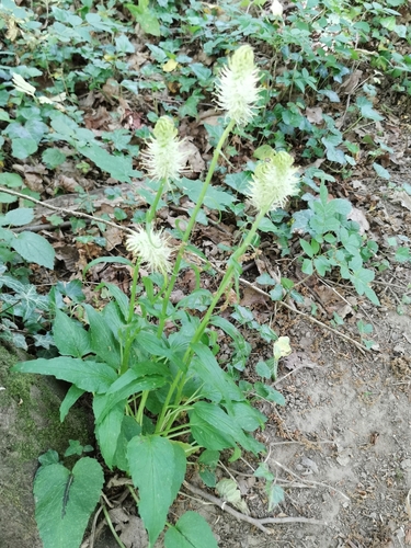 Varpotoji glaudenė nuotrauka