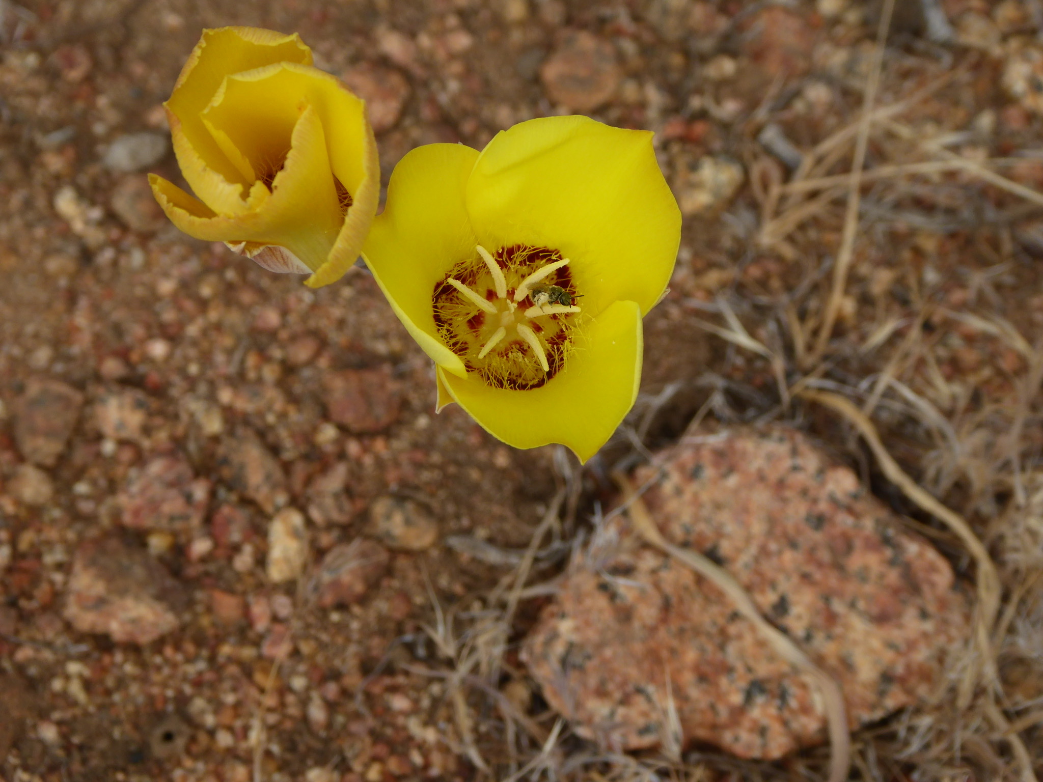 Calochortus concolor