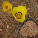 Goldenbowl Mariposa Lily - Photo (c) hikingsandiego, some rights reserved (CC BY-NC), uploaded by hikingsandiego