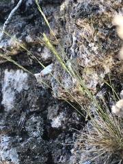 Festuca saximontana
