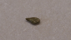 Cryptantha microstachys