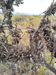 Tillandsia pedicellata