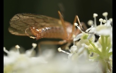 Empis trigramma