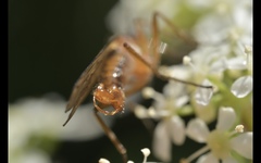 Empis trigramma