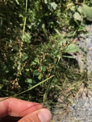 Juncus compressus