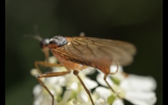 Empis trigramma