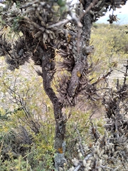 Tillandsia pedicellata