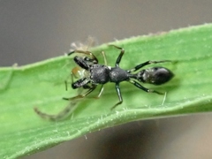 Myrmarachne elongata