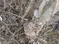 Trametes versicolor image