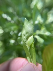 Blaesodiplosis venae